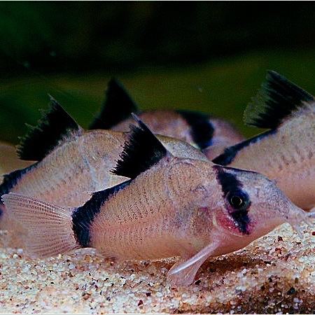 Corydoras metae   Pantsermeerval M